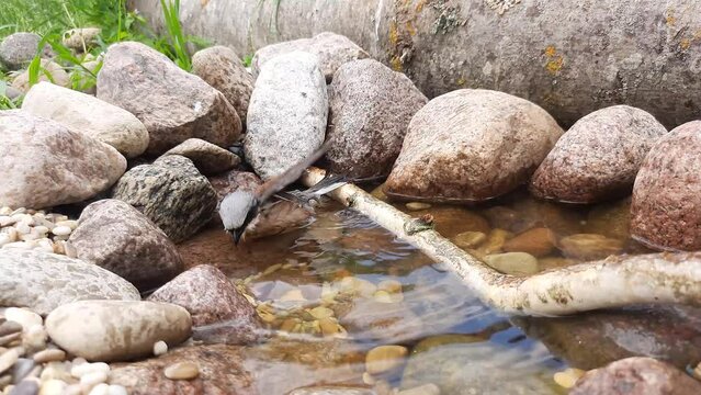 Shrike, Lanius collurio, single male in water bathing, June 2023