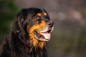 male black and gold Hovie dog's head illuminated by the afternoon sun