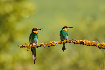 The European bee-eater (Merops apiaster)