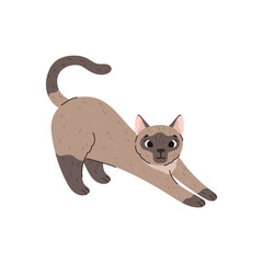 Domestic Siamese cat or kitten pushes nails, flat vector illustration isolated.