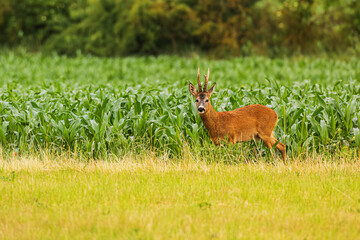 European roe deer (Capreolus capreolus), in front of a field of corn
