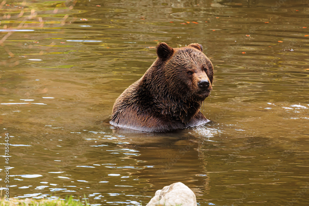 Poster male brown bear (Ursus arctos) is submerged in water