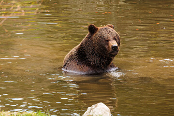 Obraz premium male brown bear (Ursus arctos) is submerged in water