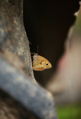 A brownish butterfly with a black dot