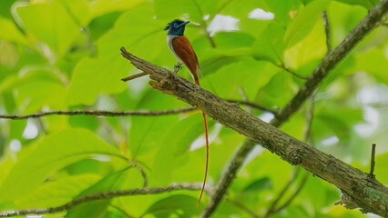 Indian Paradise flycatcher