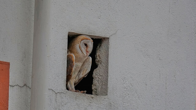 Barn owl 