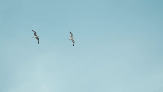 Flying Seagulls on the Blue Sky video pack