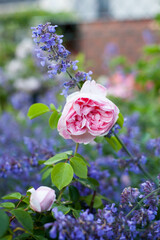 Blooming pink park rose Cinderella and violet flowers of herb catmint 