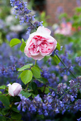 Blooming pink park rose Cinderella and violet flowers of herb catmint 