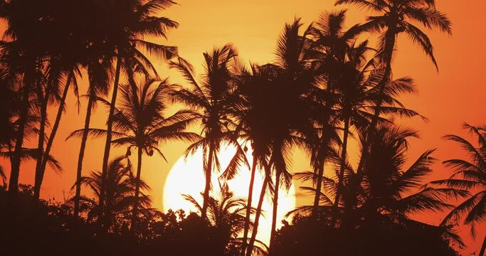 Zoom Out of Big Sun Rising Behind a Row of Palm Trees