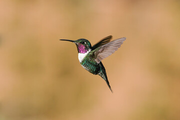 magenta-throated woodstar hummingbird