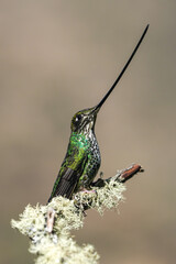 Sword-billed Hummingbird 