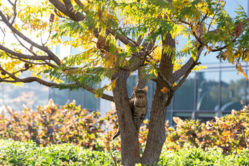 Gato subido a un árbol