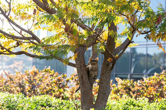 Gato subido a un &aacute;rbol