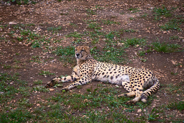 Fototapeta na wymiar A geopard, lying on the grass of the savannah