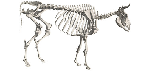 Retro Cow Skeleton Animal Anatomy Scientific Illustration Animal Farm Skull And Bones