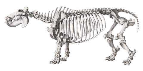 Animal Anatomy Hippo Skeleton Scientific Illustration Isolated Fauna And Flora Anatomic Hippopotamus