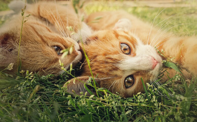 Two orange kittens playing together outdoors on the grass. Funny and playful ginger cats fighting...