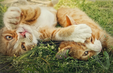 Two orange kittens playing together outdoors on the grass. Funny and playful ginger cats fighting games, biting and hugging
