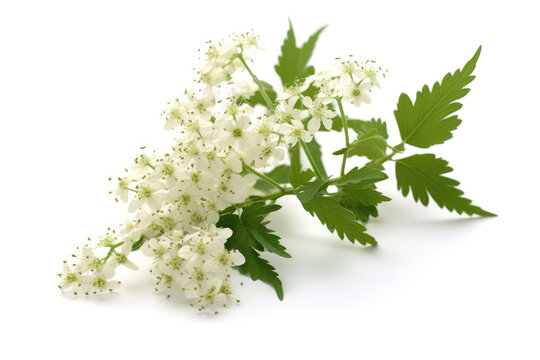 Meadowsweet On White Background. Generative AI