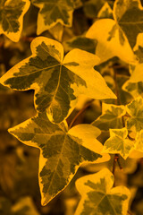 autumn leaves on the ground