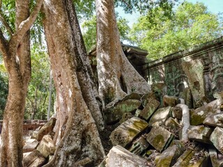 Photo showing massive roots of tropical trees winding through the deteriorating stone structures of ancient Khmer buildings in Cambodia.