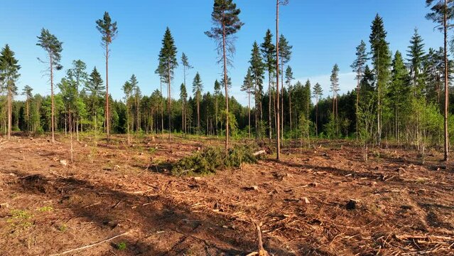 Untitled PrDeforestation forest and Illegal logging. Forest destruction and felling of trees. Cutting trees. Stacks of cut wood. Forests illegal disappearing. Deforestation, ecology and environmeoject