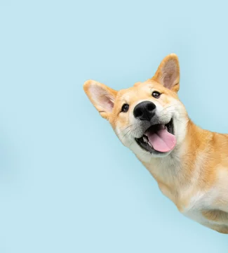 Portrait funny and happy shiba inu puppy dog peeking out from behind a blue banner. Isolated on blue pastel background