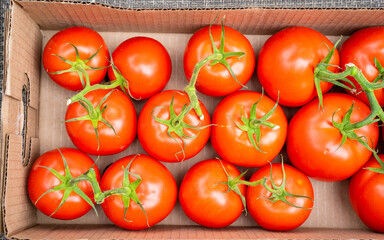Fresh on the vine tomatoes in a box. The tomatoes are still clinging to green vines, indicating that they are still fresh after harvesting. A good option for preparing fresh meals, drinks, and snacks.