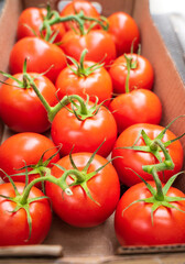 Fresh on the vine tomatoes in a box. The tomatoes are still clinging to green vines, indicating that they are still fresh after harvesting. A good option for preparing fresh meals, drinks, and snacks.