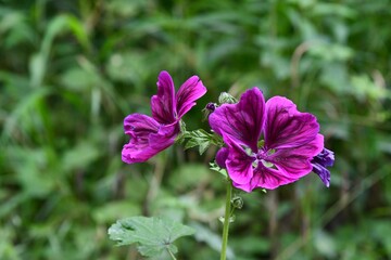 Naturalna forma ślazu dzikiego (Malva sylvestris), zwanego również leśnym lub kędzierzawcem - obrazy, fototapety, plakaty