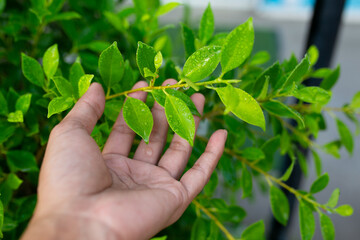 Green leaves background with shallow depth of field, close-up.