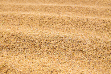  Close up of gold paddy rice grain Pile can use for background and texture.