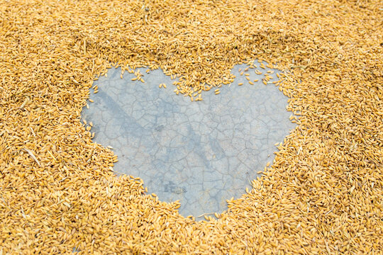 Pile of paddy seeds with heart shape on cement floor.