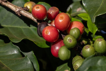 Coffee beans. Closeup of coffee fruits under sunlight at dawn