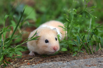 Cute fluffy Syrian hamster in green grass on a walk