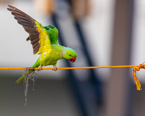 A Rose ringed parakeet