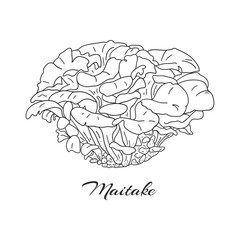 Hand drawn group of maitake mushrooms