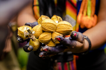 Sao Paulo, SP, Brazil - April 20 2023: Close-up of a woman's hands holding yellow fruit typical of the Amazon Rainforest details.