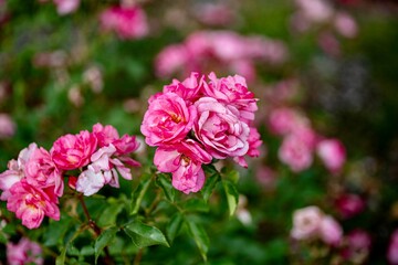 Pink Roses on a Rose Bush