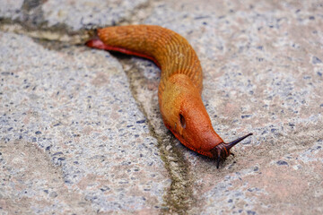 Slugs or slugs are shellless gastropod mollusks of the Panpulmonata clade. Some large species are called taveras.