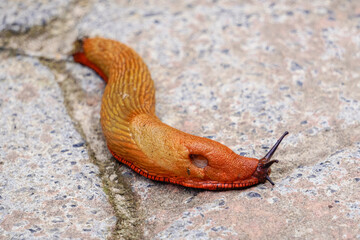 Slugs or slugs are shellless gastropod mollusks of the Panpulmonata clade. Some large species are called taveras.