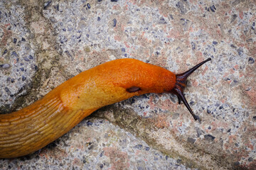 Slugs or slugs are shellless gastropod mollusks of the Panpulmonata clade. Some large species are called taveras.