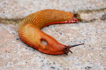 Slugs or slugs are shellless gastropod mollusks of the Panpulmonata clade. Some large species are...