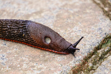 Slugs or slugs are shellless gastropod mollusks of the Panpulmonata clade. Some large species are called taveras.