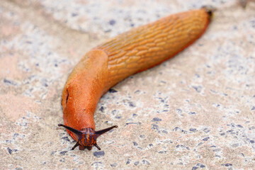 Slugs or slugs are shellless gastropod mollusks of the Panpulmonata clade. Some large species are called taveras.