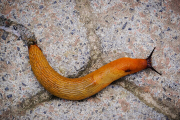 Slugs or slugs are shellless gastropod mollusks of the Panpulmonata clade. Some large species are called taveras.