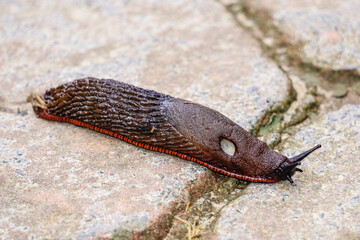 Slugs or slugs are shellless gastropod mollusks of the Panpulmonata clade. Some large species are called taveras.