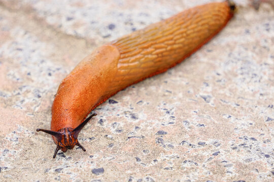 Slugs or slugs are shellless gastropod mollusks of the Panpulmonata clade. Some large species are called taveras.