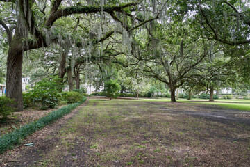 Forsyth Park Savannah Georgia open area with Oak Trees and Spanish Moss 